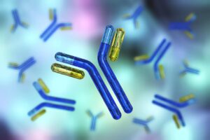Bifidobacterium bifidum promotes immune tolerance in the gut