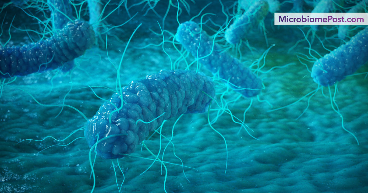 The metabolism in the gut regulates susceptibility to C. difficile ...
