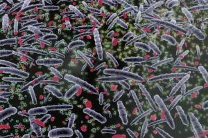 More than 150,000 genomes added to the catalogue of bacteria in the human body