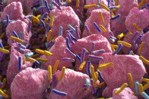 How beneficial gut microbes talk to intestinal cells