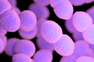 How a beneficial gut microbe became a deadly pathogen