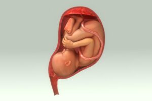 Maternal obesity could affect placental and fetal gut development