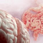 The role of short-chain fatty acids in the gut-brain axis
