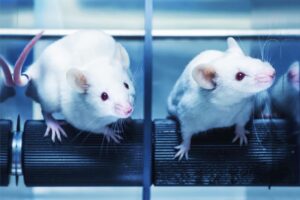 Gut bacteria prevent mice from becoming obese