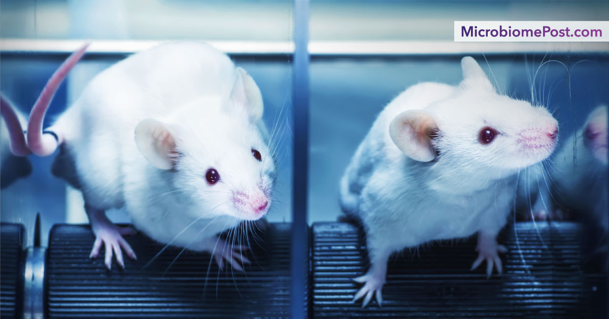Gut bacteria prevent mice from becoming obese