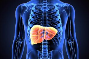 Gut microbes could protect against liver damage