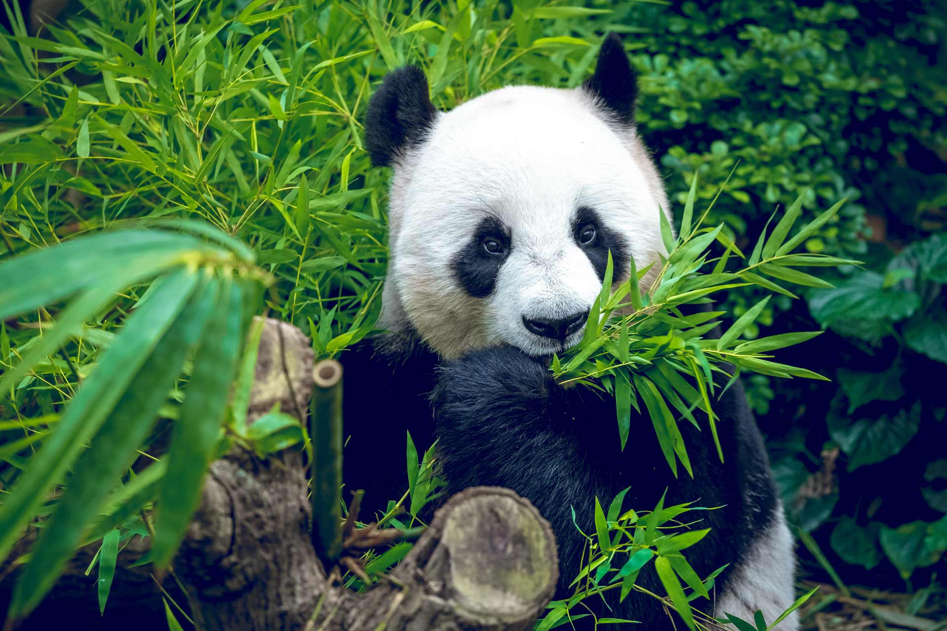 Gut microbes help wild pandas fatten up while eating bamboo