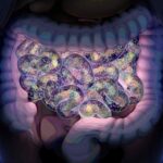 Antibiotic-producing gut microbes might raise infection risk