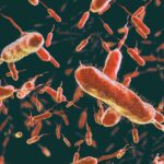 Dietary protein could influence cholera infection, mouse study shows