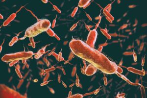 Dietary protein could influence cholera infection, mouse study shows
