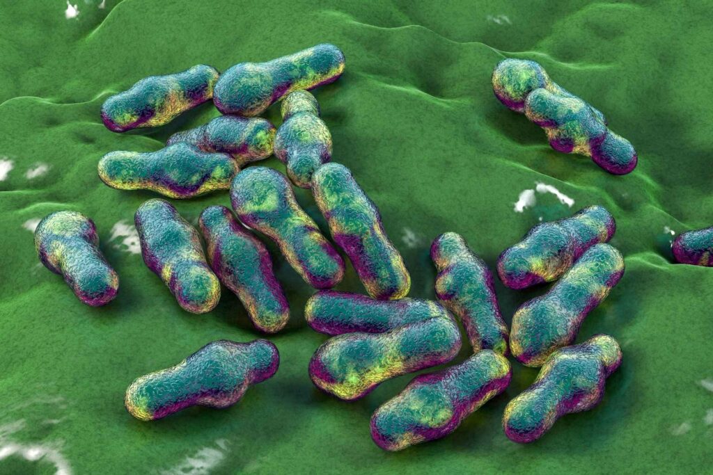 Bacterial flagella can influence gut health and inflammation
