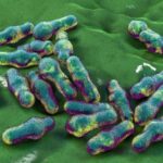 Bacterial flagella can influence gut health and inflammation