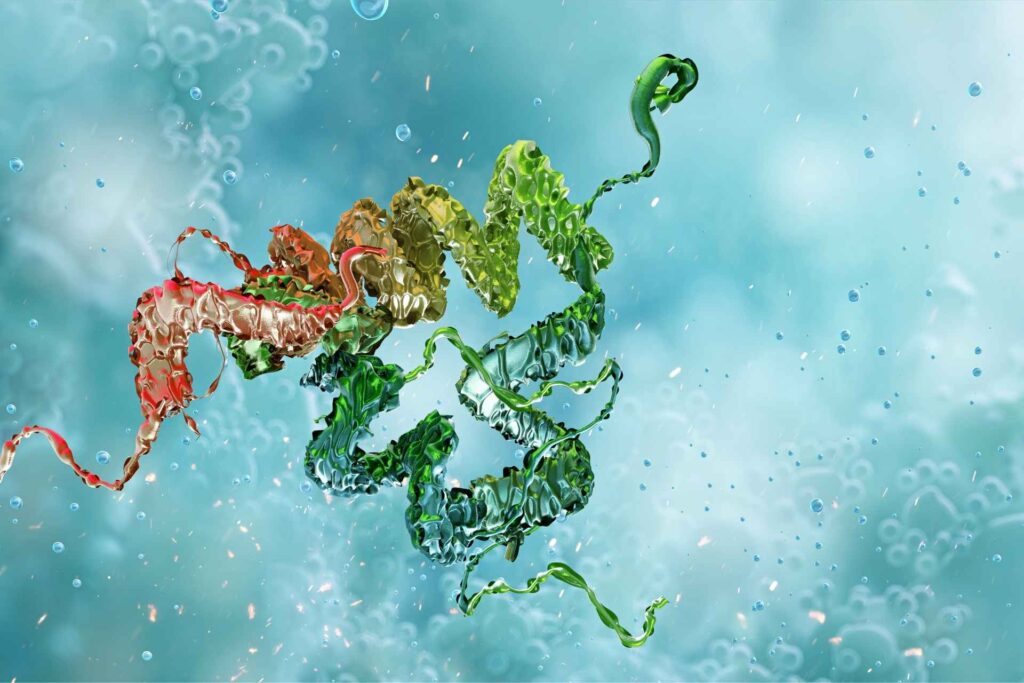 Gut protein blocks harmful bacteria and protects intestinal health