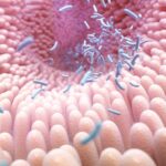 Microbiota differences might shape responses to viral infections