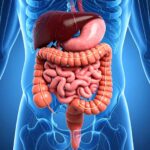 Gut bacterium triggers immune cells to kill colorectal tumors
