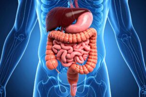 Gut bacterium triggers immune cells to kill colorectal tumors