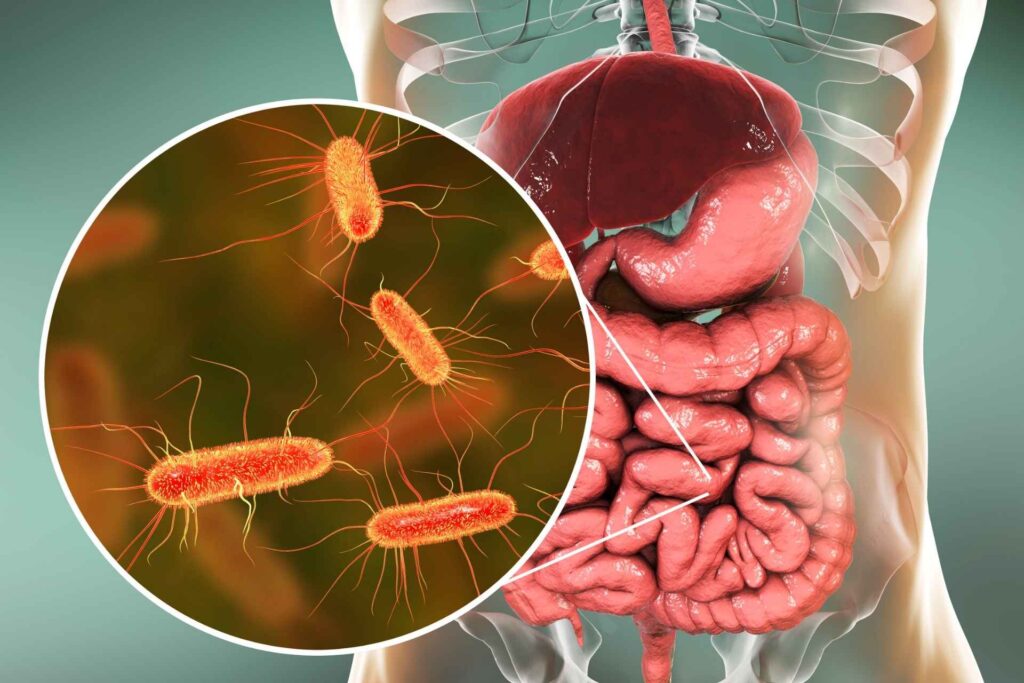 A model for electron transfer in the gut microbiome