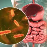 A model for electron transfer in the gut microbiome