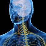 Leaky gut may let some bacteria travel to the brain, mouse study shows