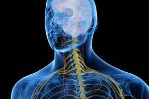 Leaky gut may let some bacteria travel to the brain, mouse study shows