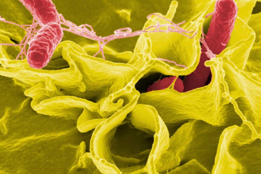 Gut microbes turn low-protein diets into fat-burning beige fat, mice study shows