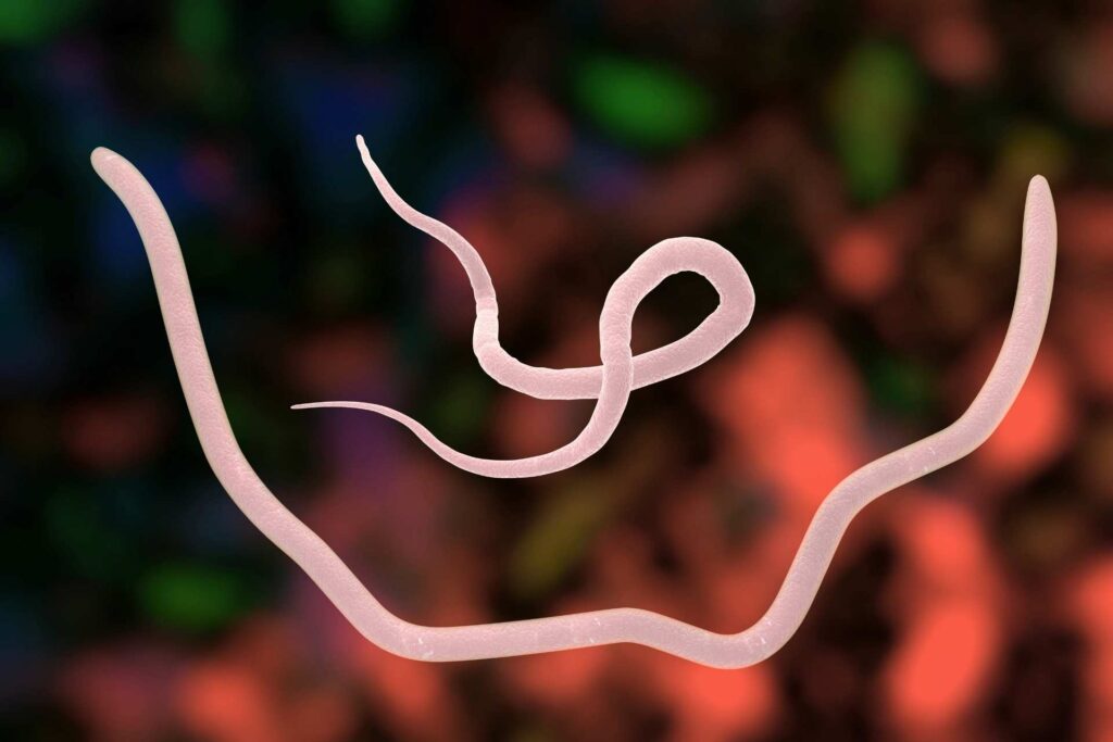 Gut worms in mother mice linked to stronger antiviral defenses in pups