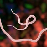 Gut worms in mother mice linked to stronger antiviral defenses in pups