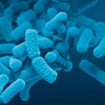 Colon-targeted vitamin B2: how delivery technology could reshape the biotics market